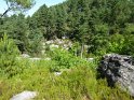 2014-07-03 12-19-33 Rando foret de Nemours FGn